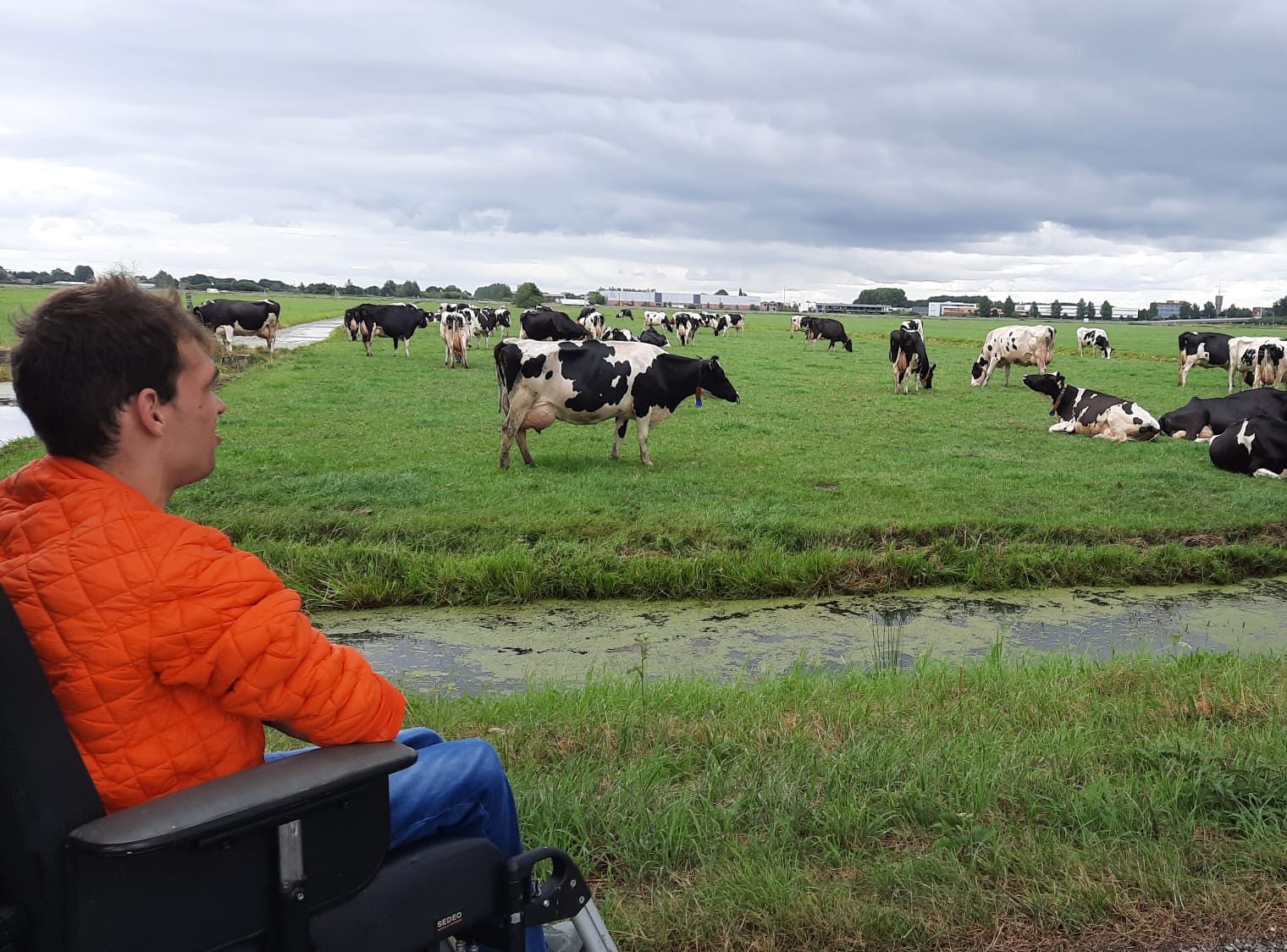Man in rolstoel kijkt uit over weiland met koeien.